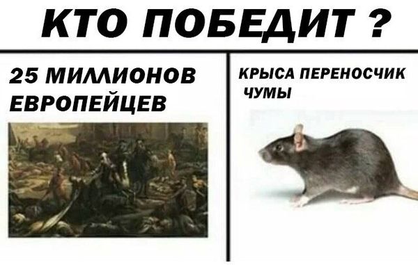Уничтожение крыс в Костроме, цены, стоимость, методы