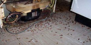 Поморить тараканов в квартире в Костроме, цены