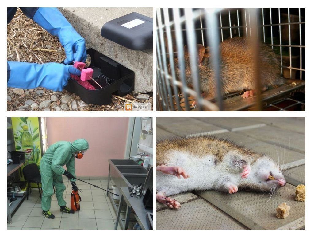 Дератизация от грызунов от крыс и мышей в Костроме