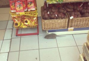 Дезинфекция от грызунов, крыс и мышей в Костроме