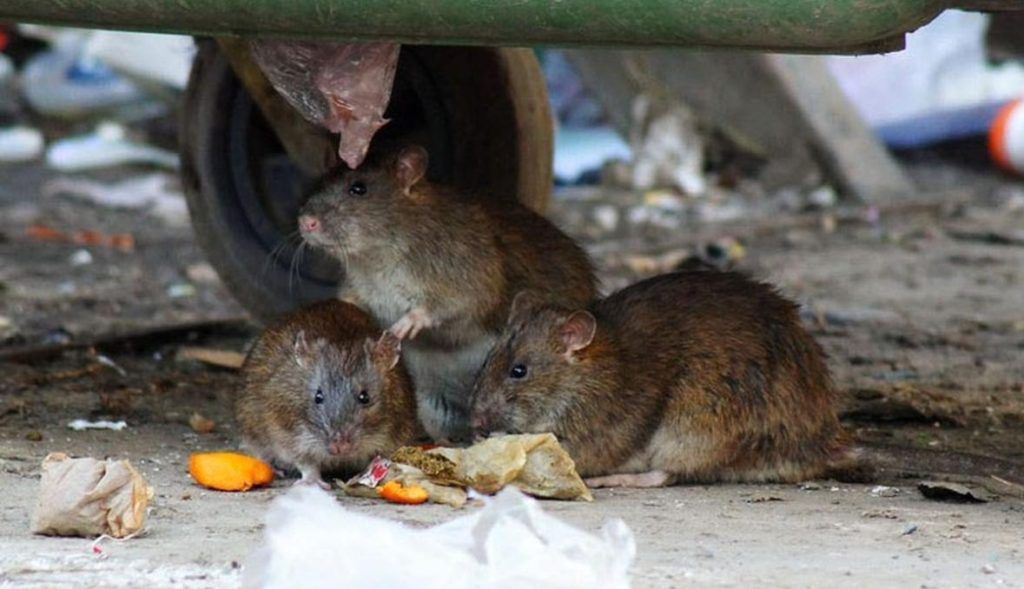 Травить грызунов крыс и мышей в Костроме
