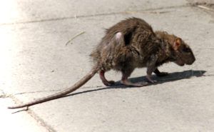 Фирма по уничтожению грызунов, крыс и мышей в Костроме