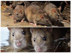 Травить грызунов крыс и мышей в Костроме