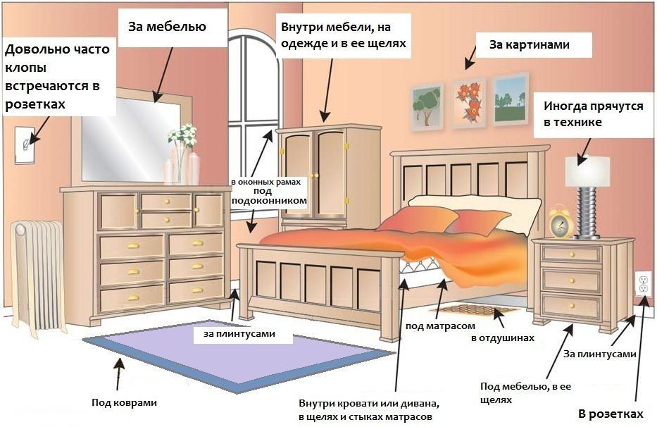 Обработка от клопов квартиры в Костроме