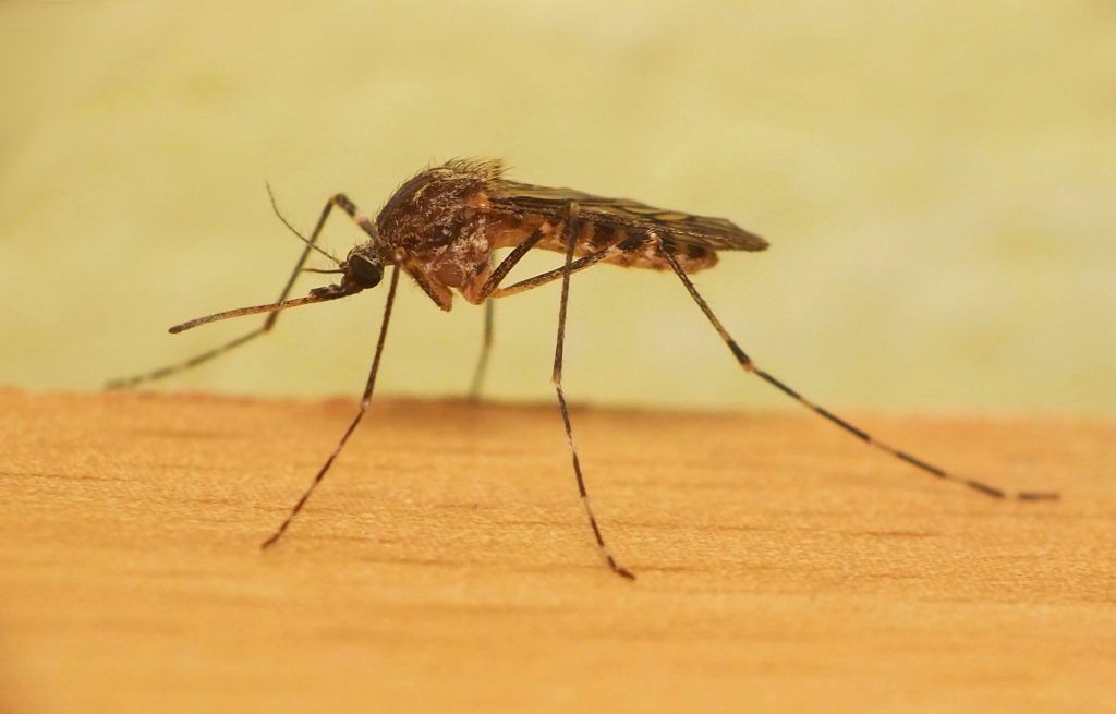 Уничтожение комаров в Костроме
