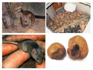 Служба по уничтожению грызунов, крыс и мышей в Костроме
