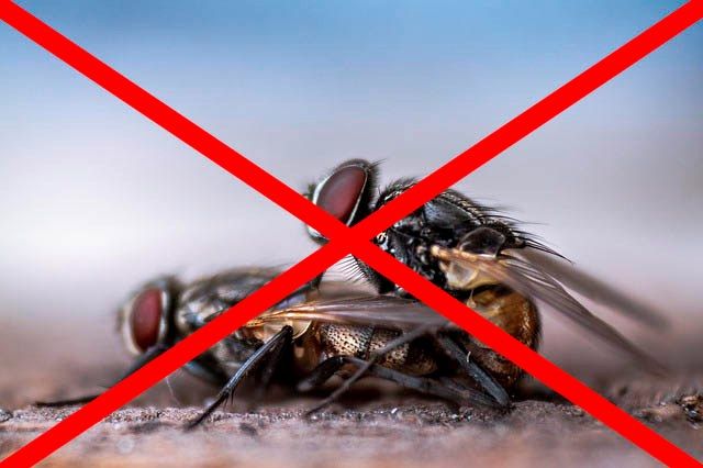Профессиональное уничтожение мух в Костроме с гарантией