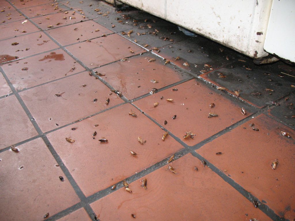 Уничтожение тараканов в квартире в Костроме 