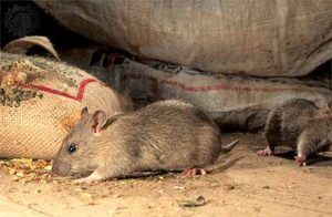 Дератизация от грызунов от крыс и мышей в Костроме