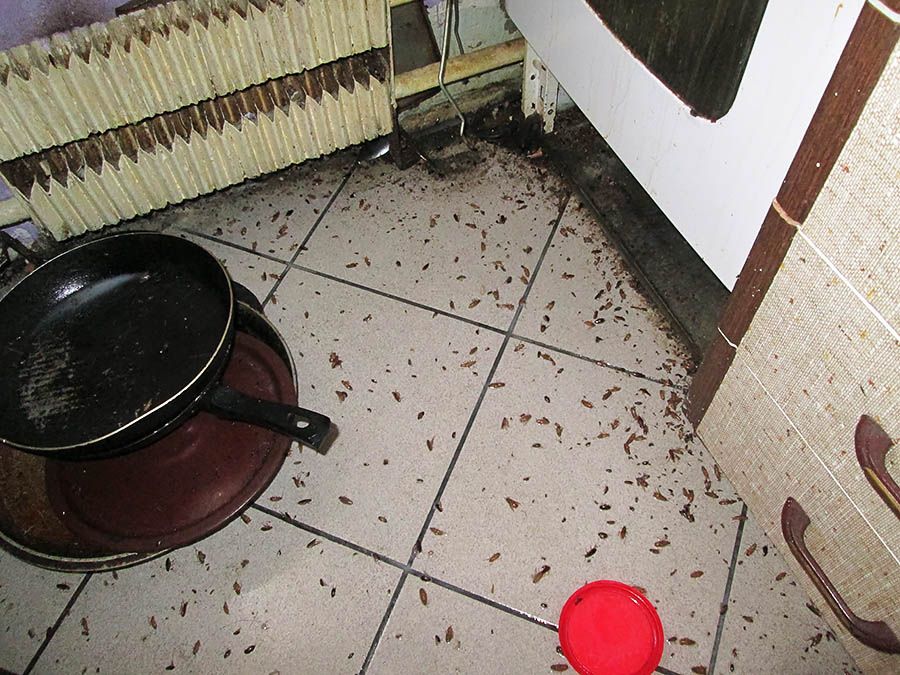 Санэпидемстанция от тараканов в Костроме, вызвать, цены